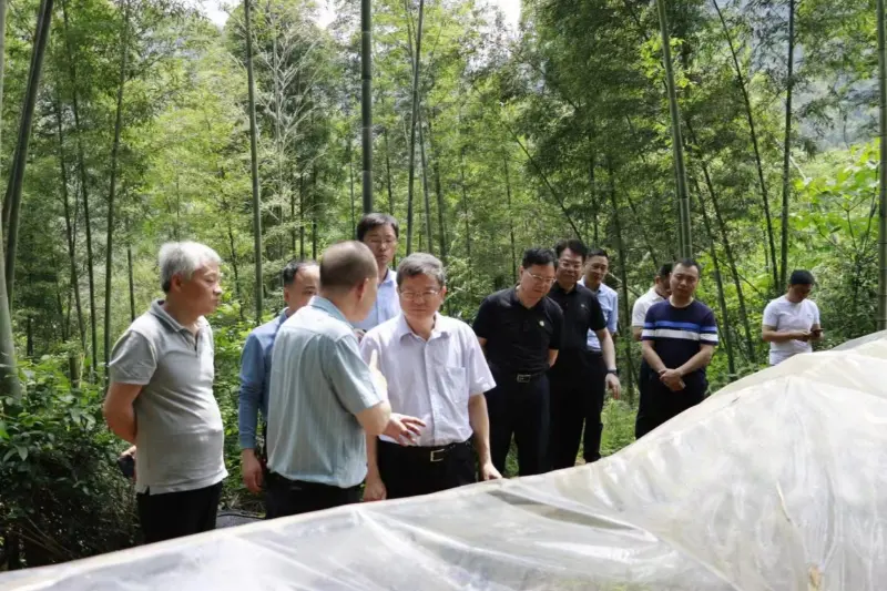 Liu Shuren, direktør for udviklings- og reformafdelingen i National Forestry and Grassland Administration, undersøger Anxin Shibawan Anoectochilus plantningsbasen